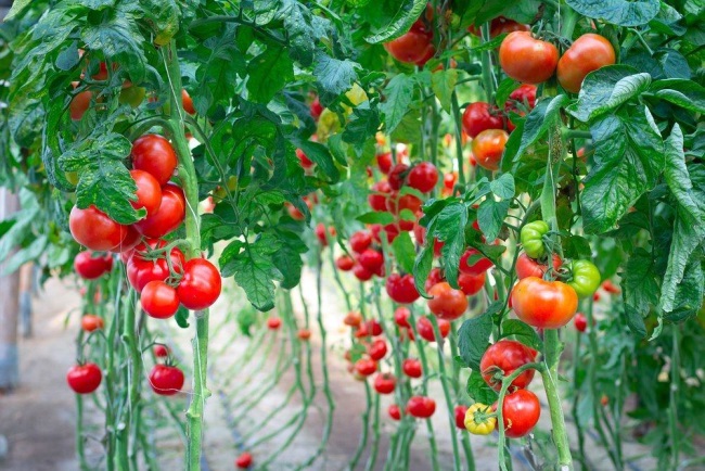 Польза рассола помидор